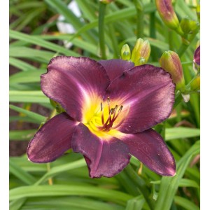 Nahaufnahme der dunkelvioletten Taglilie 'Strutters Ball' mit gelbem Zentrum. Eine elegante Staude für den Garten.