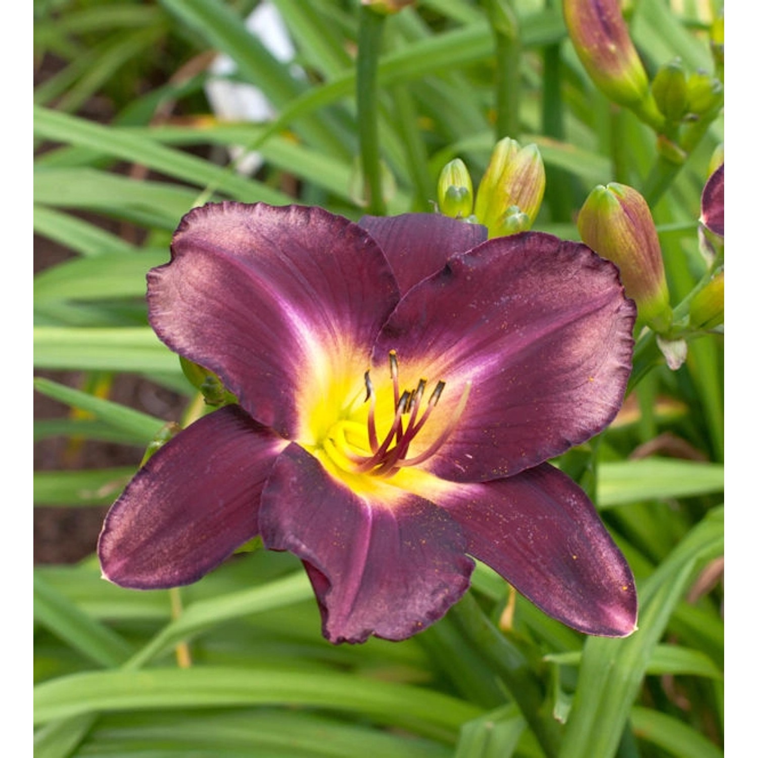 Taglilie Strutters Ball - Hemerocallis günstig online kaufen