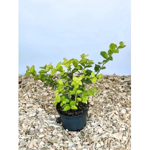 Baumfink Winter Heckenkirsche Winter Beauty als Topfpflanze 40-60cm