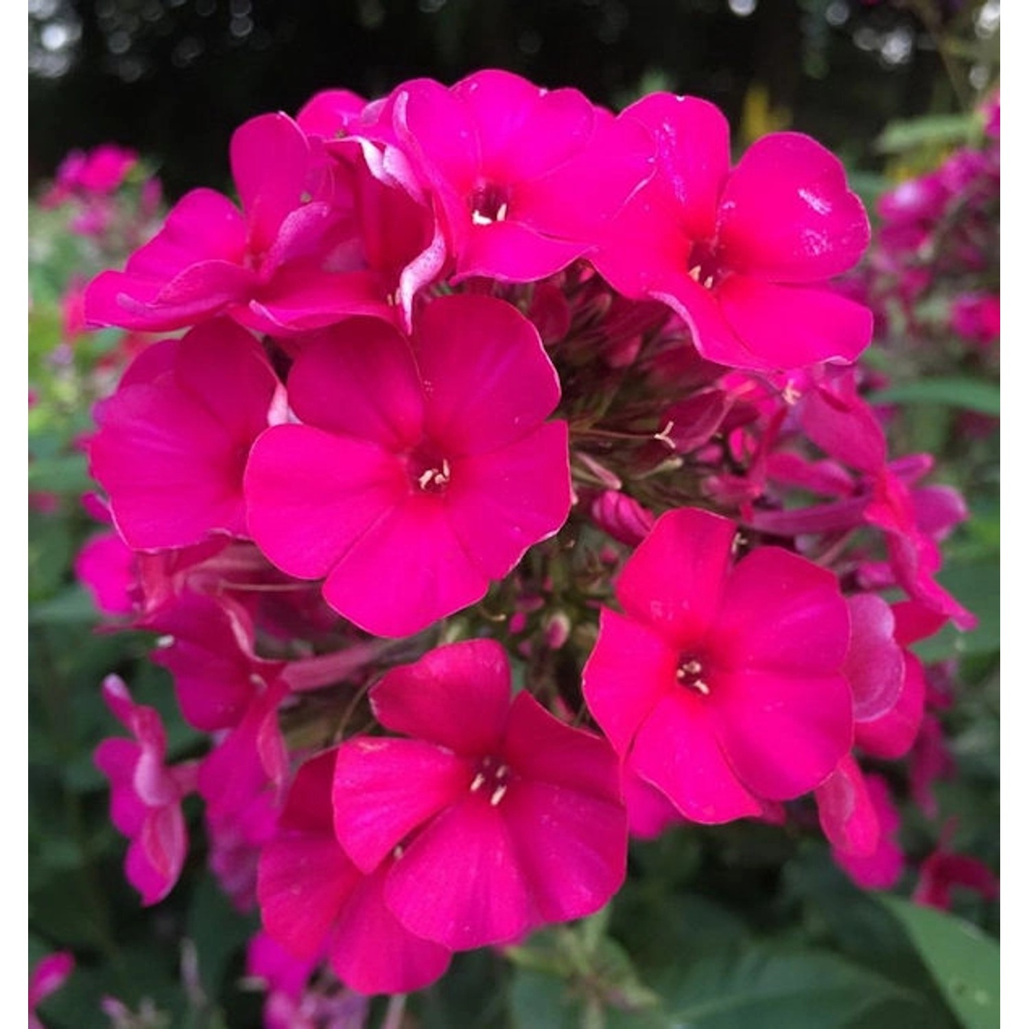 Hohe Flammenblume Kirchenfürst - Phlox Paniculata günstig online kaufen