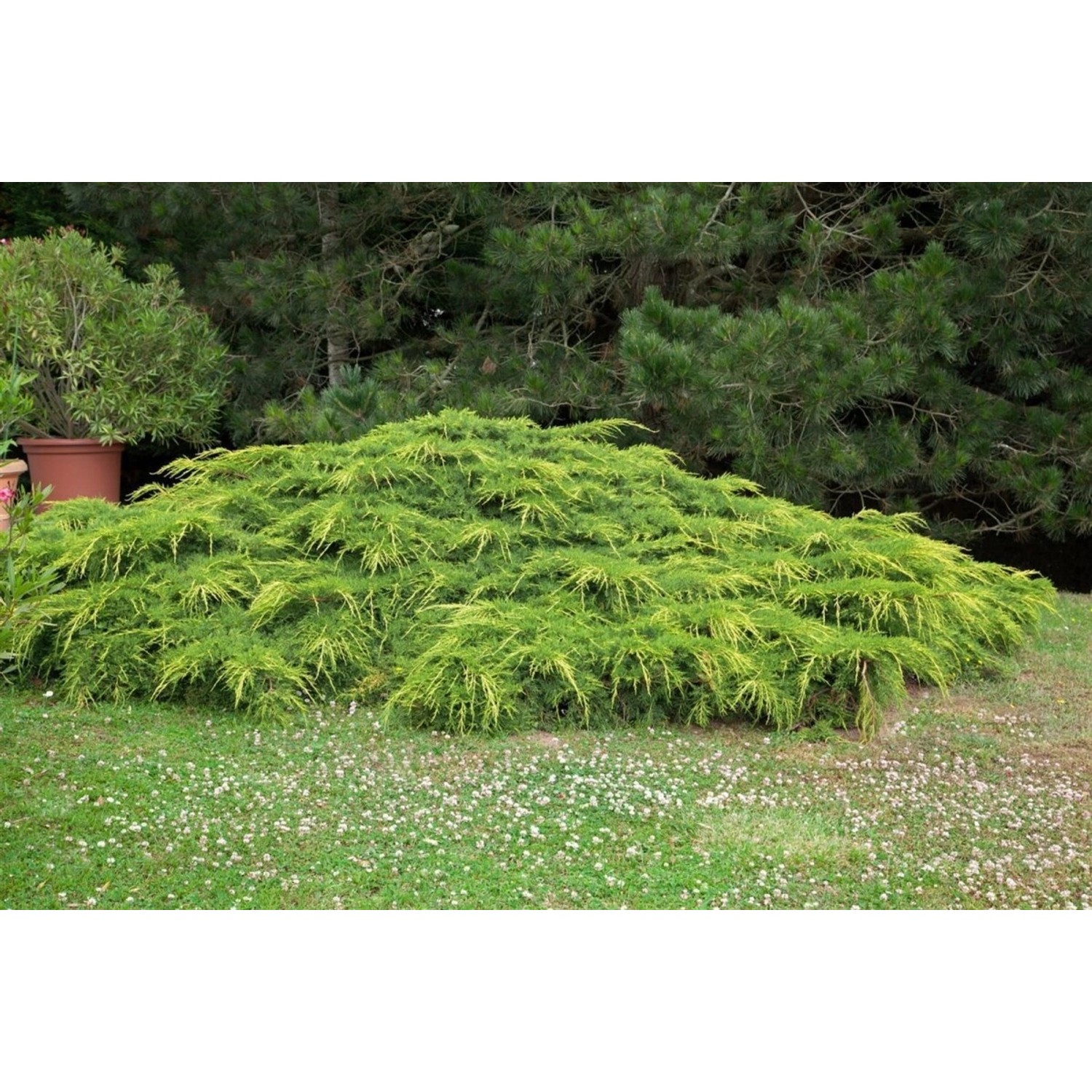 Juniperus Media Pfitzeriana Aurea Gold-Wacholder 80–100 cm günstig online kaufen