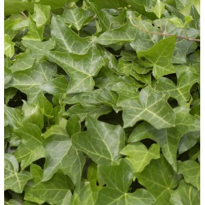 Nahaufnahme von grünem, dichtem Gemeinen Efeu (Hedera helix), 80-100cm hoch.