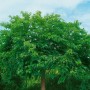 Morus Alba, weiße Maulbeere, 80-100cm, Hausbaum mit grünen Blättern und braunem Stamm.