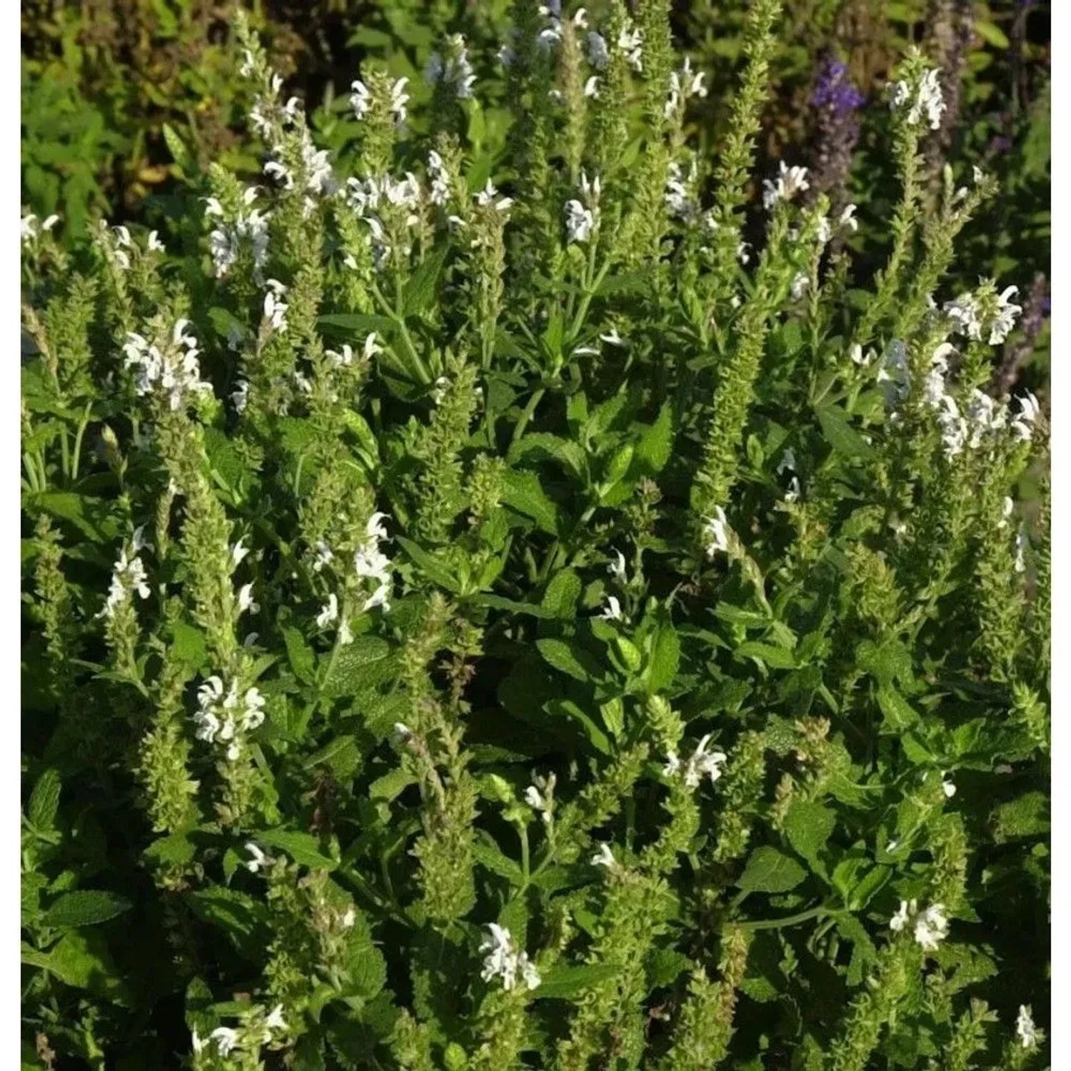 Ziersalbei Schneehügel - Salvia nemorosa