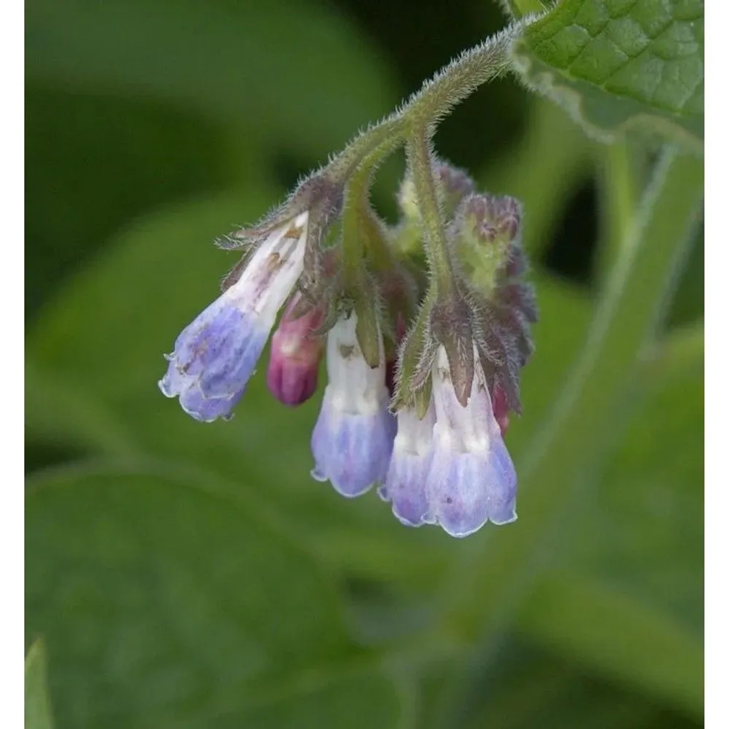 Echter Beinwell - Symphytum officinale