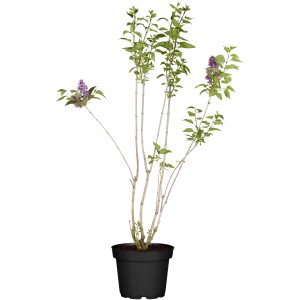 Koreanischer Flieder 'Miss Kim Violett' im Topf, ca. 50-60 cm hoch, mit violetten Blüten.