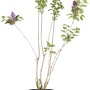 Koreanischer Flieder 'Miss Kim Violett' im Topf, ca. 50-60 cm hoch, mit violetten Blüten.