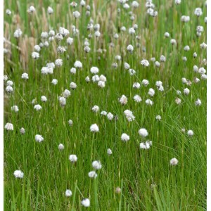Sibirisches Wollgras (Eriophorum russeolum) im Feld, weiße Blütenstände auf grünen Stängeln.
