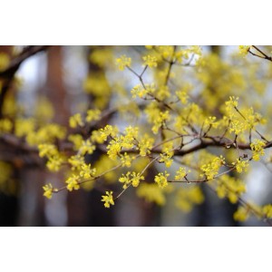 Nahaufnahme: Blühende Kornelkirsche (Hartriegel) als Topfpflanze mit leuchtend gelben Blüten.