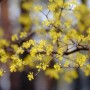 Nahaufnahme: Blühende Kornelkirsche (Hartriegel) als Topfpflanze mit leuchtend gelben Blüten.