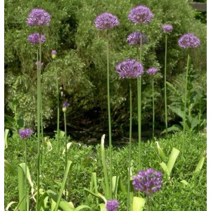 Zierlauch Purple Rain - Allium aflatunense