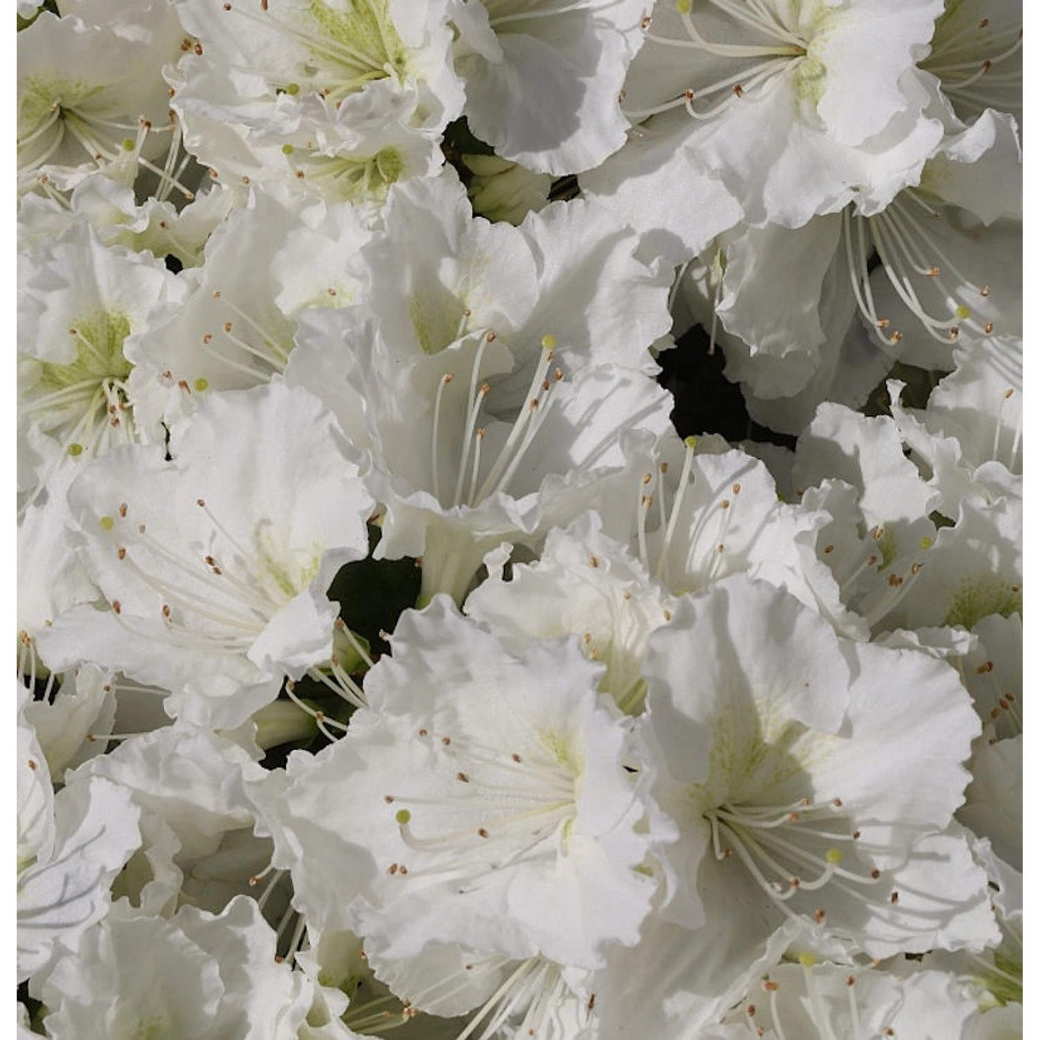 Japanische Azalee Maischnee 40-50cm - Rhododendron obtusum - Zwerg Alpenros günstig online kaufen