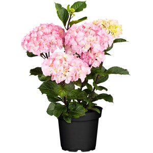Bauernhortensie Soft Pink Salsa im Topf, ca. 30-40 cm hoch, mit rosa Blüten.