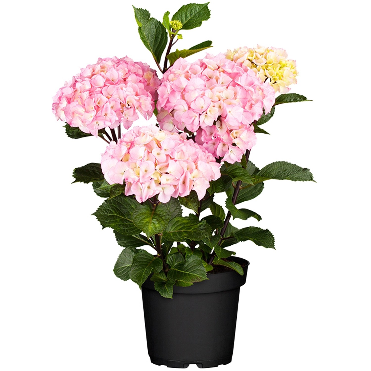 Bauernhortensie Soft Pink Salsa Rosa Höhe ca. 30 - 40 cm Topf ca. 5 l günstig online kaufen