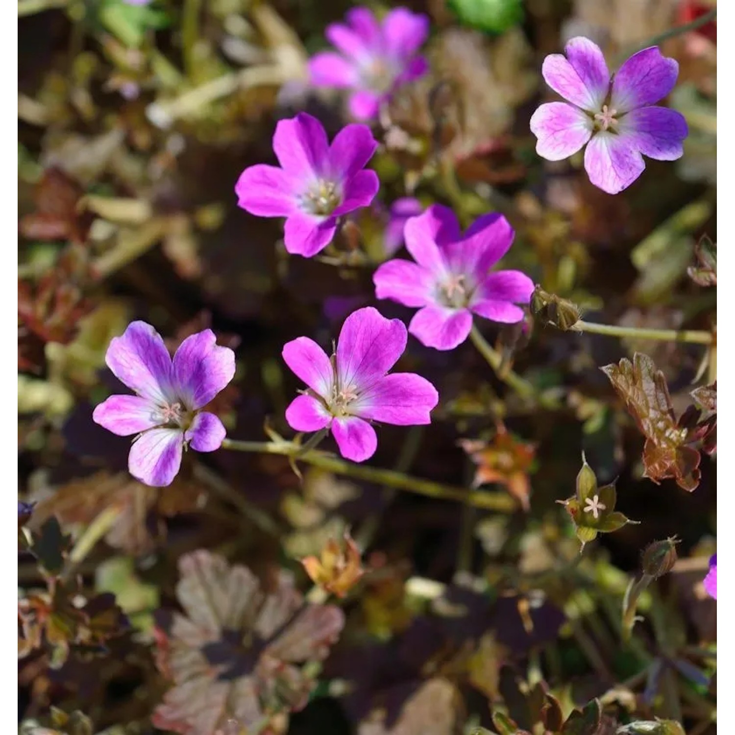 Storchenschnabel Orkney Cherry - Geranium cultorum