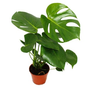 Monstera Zimmerpflanze im Topf, Teil des Exotenherz Grünes Trio Sets.