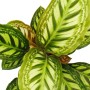 Calathea Roseapicta mit auffälligem Blattmuster im 14cm Topf, ca. 50cm hoch.