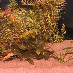 Aquarium mit JBL Sansibar Rot Bodengrund und Pflanzen.