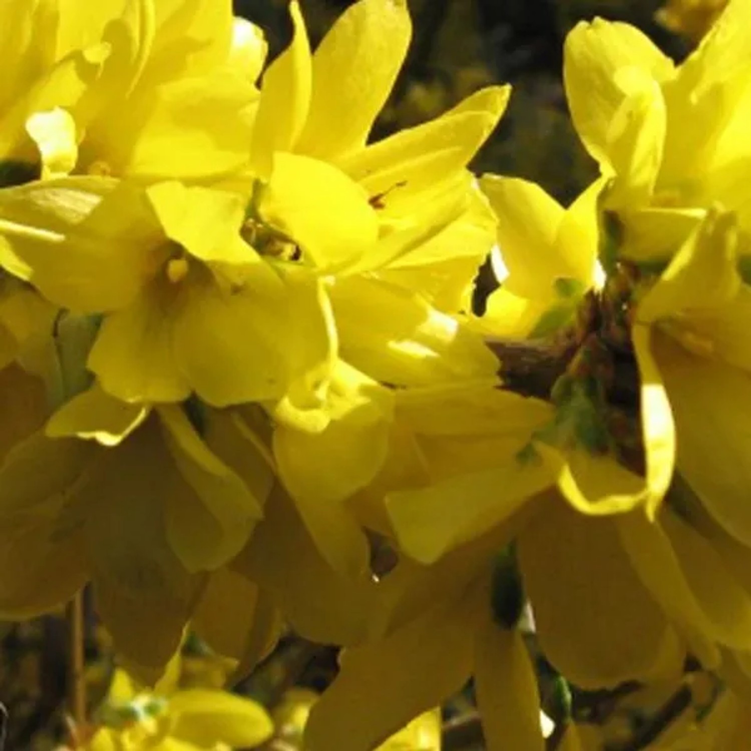 Forsythie 'Spectabilis' Forsythia × intermedia 50 bis 60 cm im Container Frühblühend