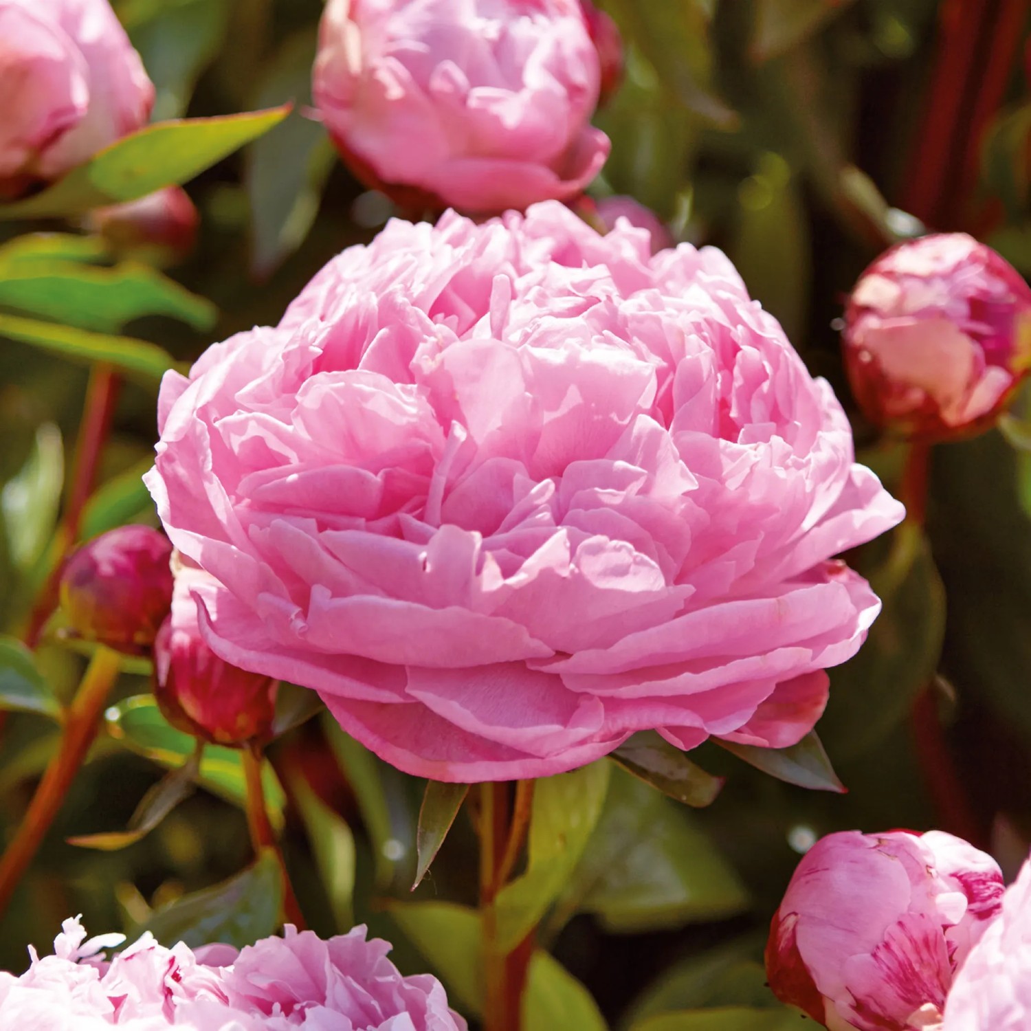 Nahaufnahme einer rosa GROW by OBI Pfingstrose Sarah Bernhardt mit grünen Blättern.