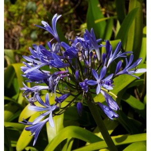 Nahaufnahme der blauen Blüte der Liebesblume Schmucklilie (Agapanthus).