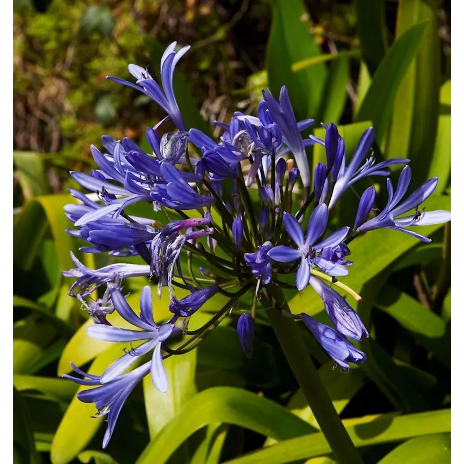 Liebesblume Schmucklilie Midnight Dream - Agapanthus