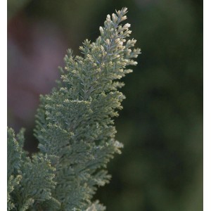 Detailaufnahme einer Scheinzypresse Snow White (Chamaecyparis lawsoniana) mit hellen Triebspitzen.