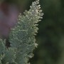 Detailaufnahme einer Scheinzypresse Snow White (Chamaecyparis lawsoniana) mit hellen Triebspitzen.