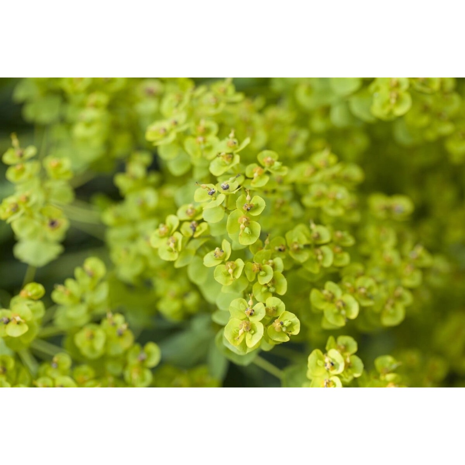 Euphorbia Seguieriana Ssp.niciciana Steppenwolfsmilch Ca. 9x9 cm Topf günstig online kaufen
