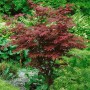 Japanischer Ahorn 'Atropurpureum' mit rotem Laub im Garten, ca. 80-100 cm hoch.