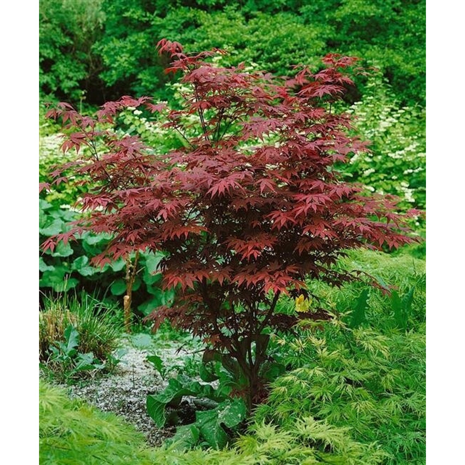 Acer Palmatum Atropurpureum Japanischer Ahorn Rotlaubig 80–100 cm günstig online kaufen