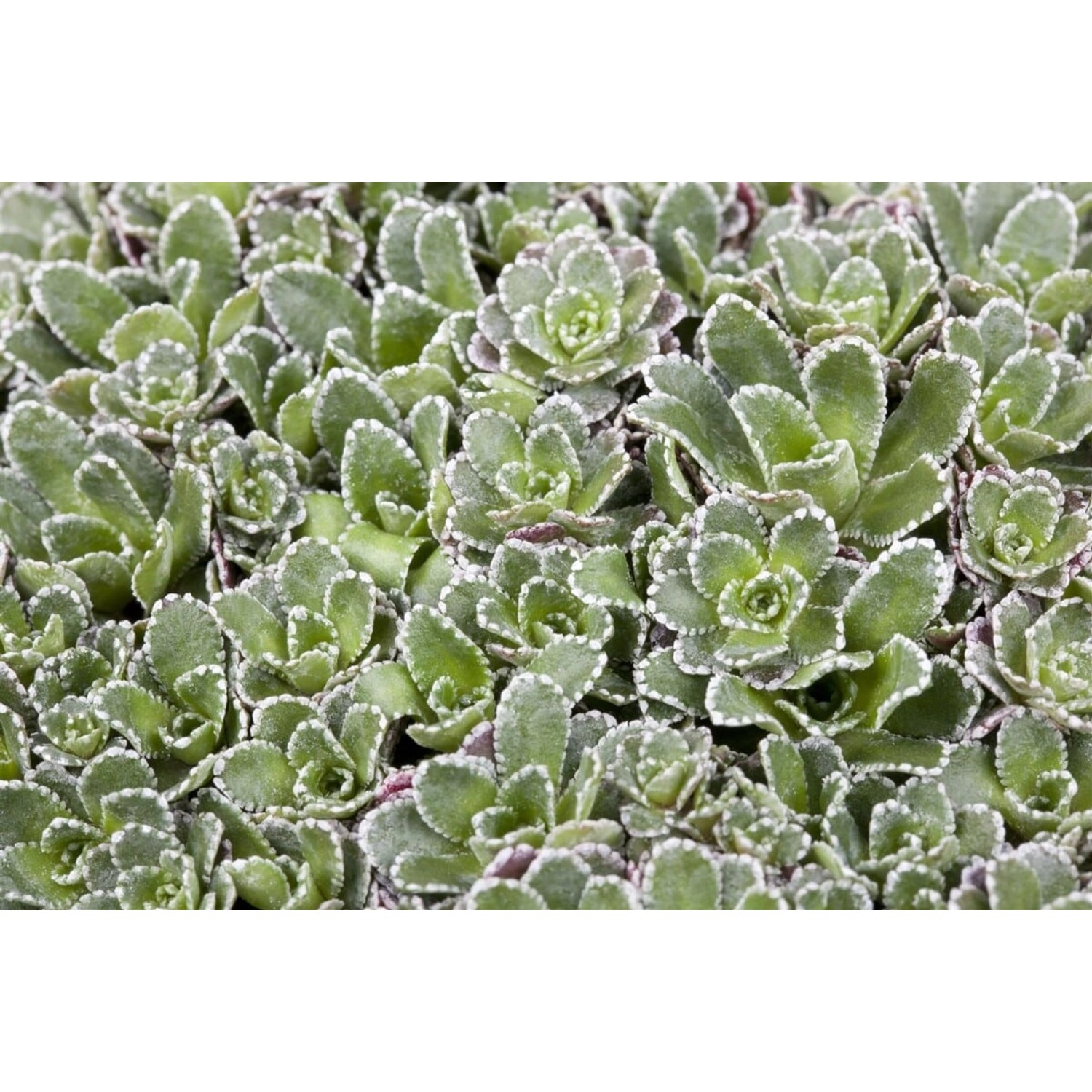 Saxifraga Paniculata Rispen Steinbrech Ca. 9x9 cm Topf günstig online kaufen