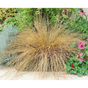 Fuchsrote Segge (Carex buchananii) im Garten, Ziergras mit bronzefarbenen Blättern.