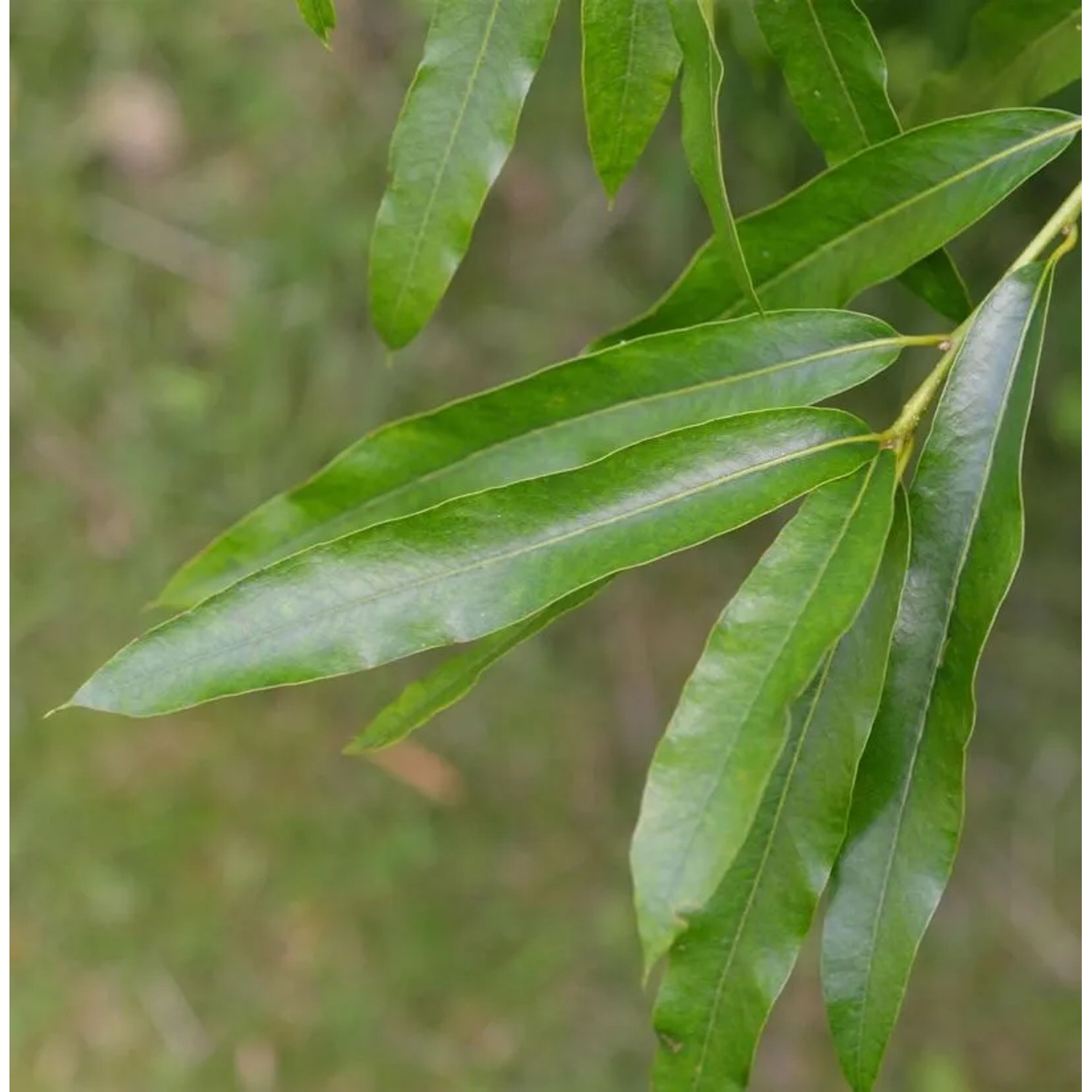 Weiden Eiche 80-100cm - Quercus phellos