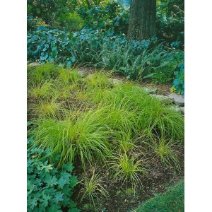 Grüne Berg-Segge 'Raureif' (Carex montana) im Gartenbeet, ideal als Bodendecker.