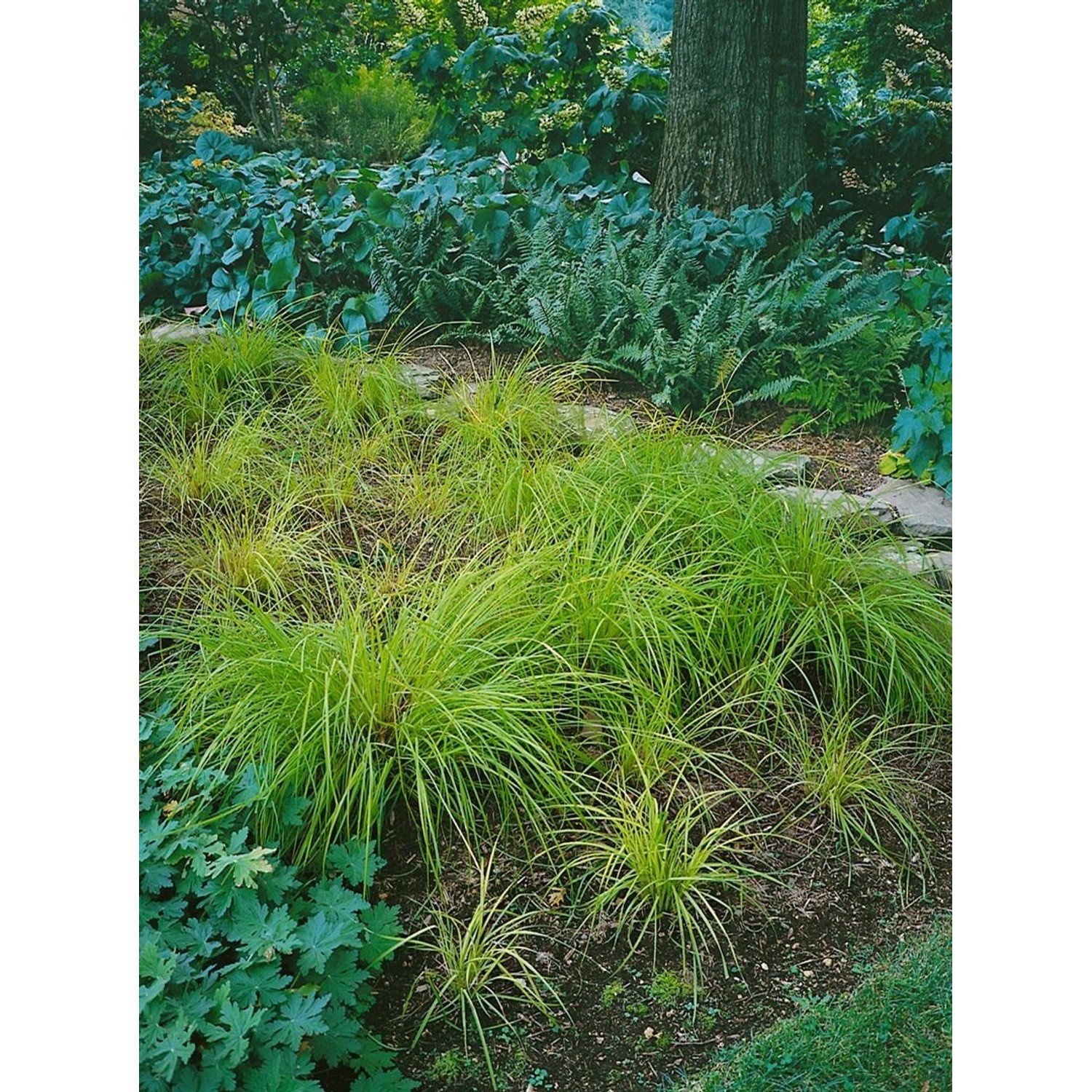Carex Montana Raureif Berg-Segge Grün Ca. 9x9 cm Topf günstig online kaufen