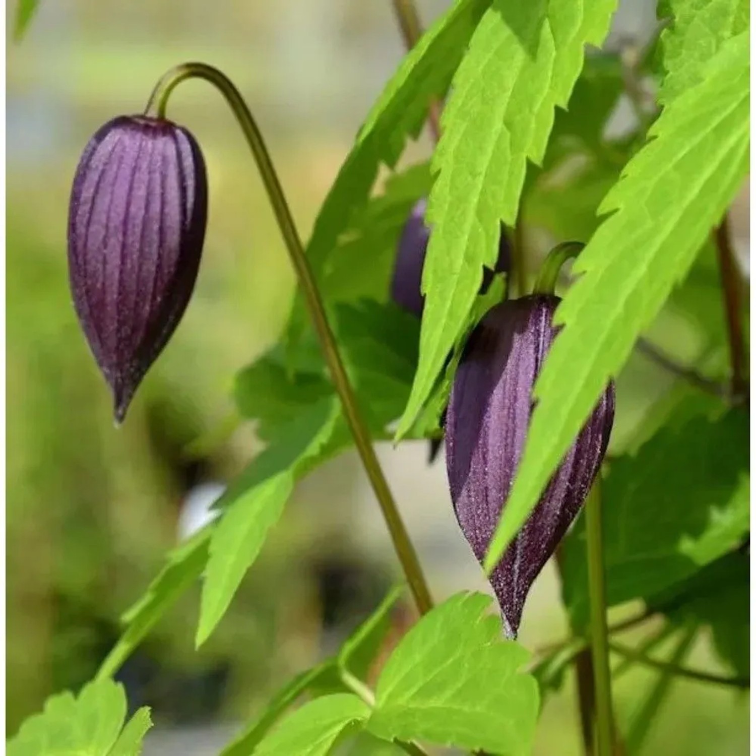 Alpen Waldrebe Tage Lundell 60-80cm - Clematis alpina