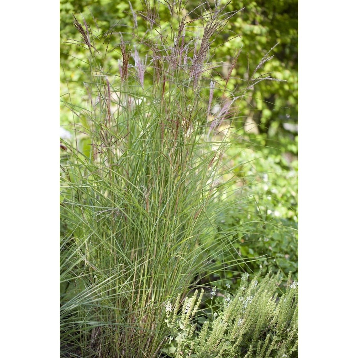 Chinaschilf 'Kleine Fontäne' im Topf: Ziergras mit silbernen Blütenständen für Garten & Kübel.