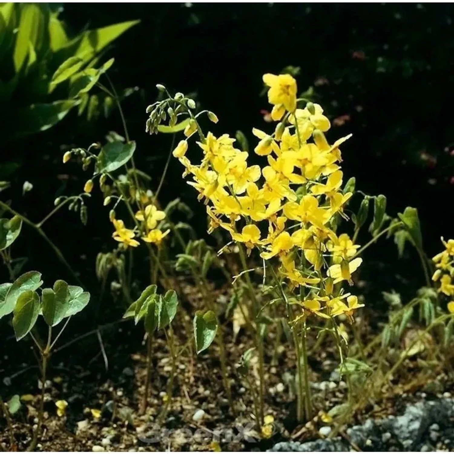 Schwefelgelb Elfenblume Elegans - Epimedium pinnatum