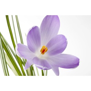 Nahaufnahme eines lila Safrankrokus (Crocus Sativus) im 9x9 cm Topf.