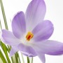 Nahaufnahme eines lila Safrankrokus (Crocus Sativus) im 9x9 cm Topf.