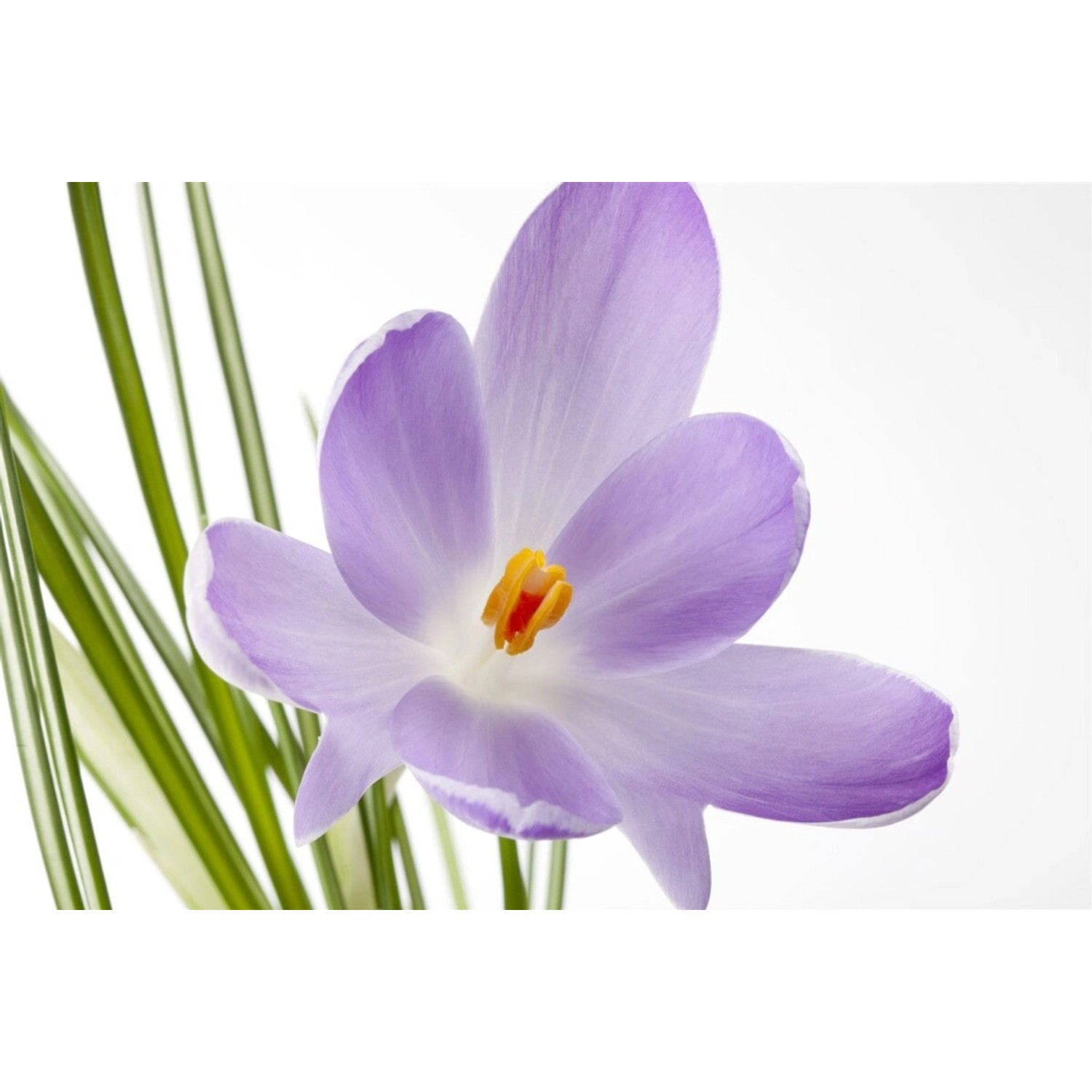 Crocus Sativus Safrankrokus Ca. 9x9 cm Topf günstig online kaufen