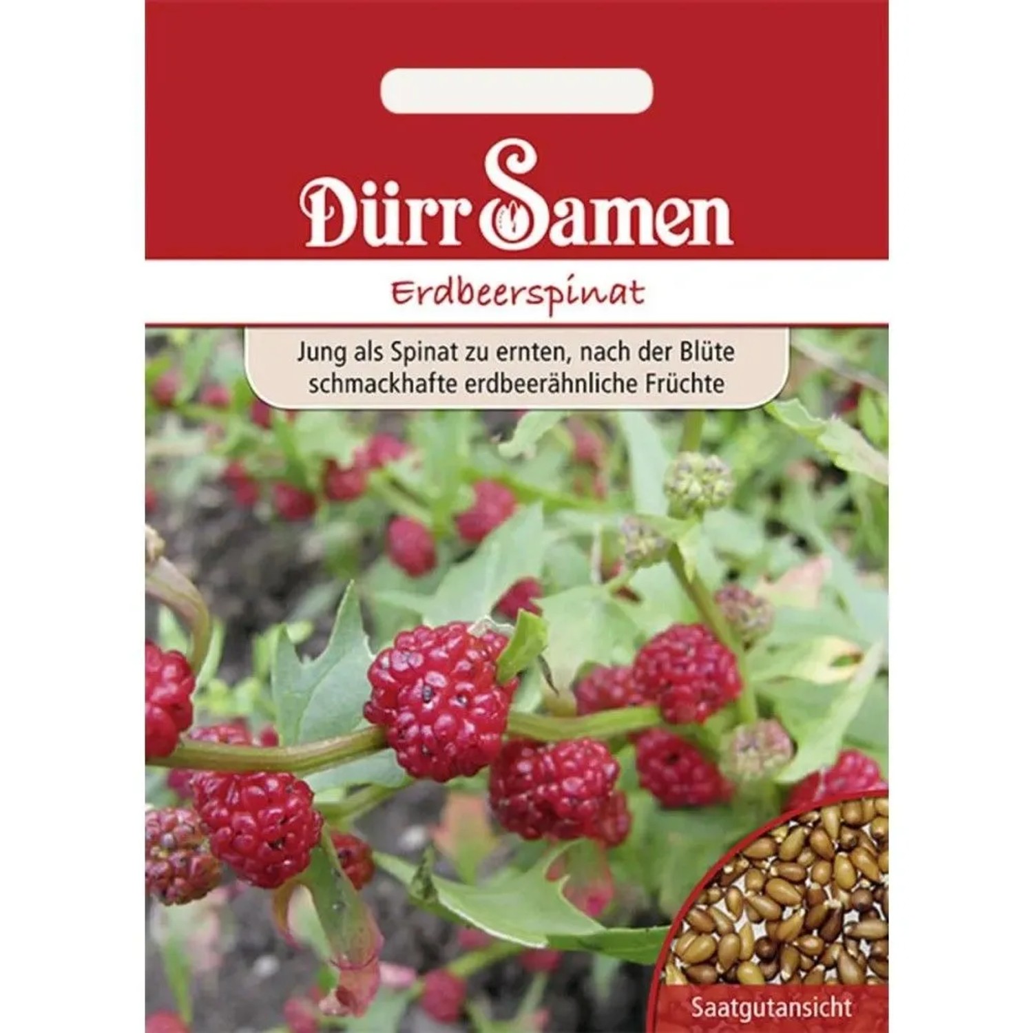 Dürr Samen Erdbeerspinat Saatgut