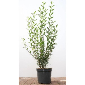 Liguster 'Atrovirens' (100-125 cm) im Topf: Heckenpflanze mit grünen Blättern für Garten & Sichtschutz.