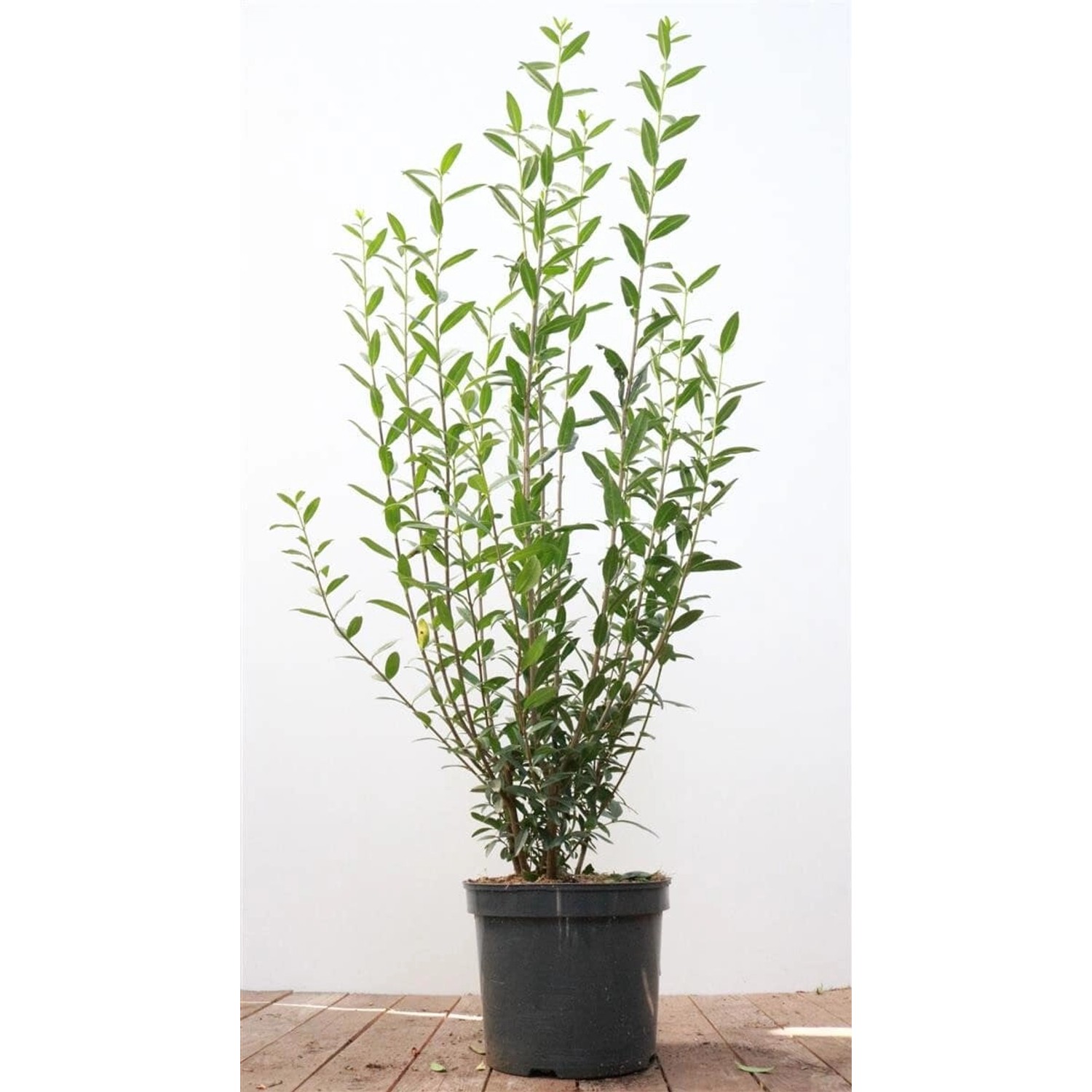 Ligustrum vulgare 'Atrovirens' 100-125 cm günstig online kaufen