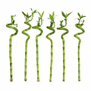 Sechs grüne, spiralförmige Lucky Bamboo Stängel (Dracaena Sanderiana) mit Blättern, 40-45 cm, als Feng Shui Zimmerpflanze.