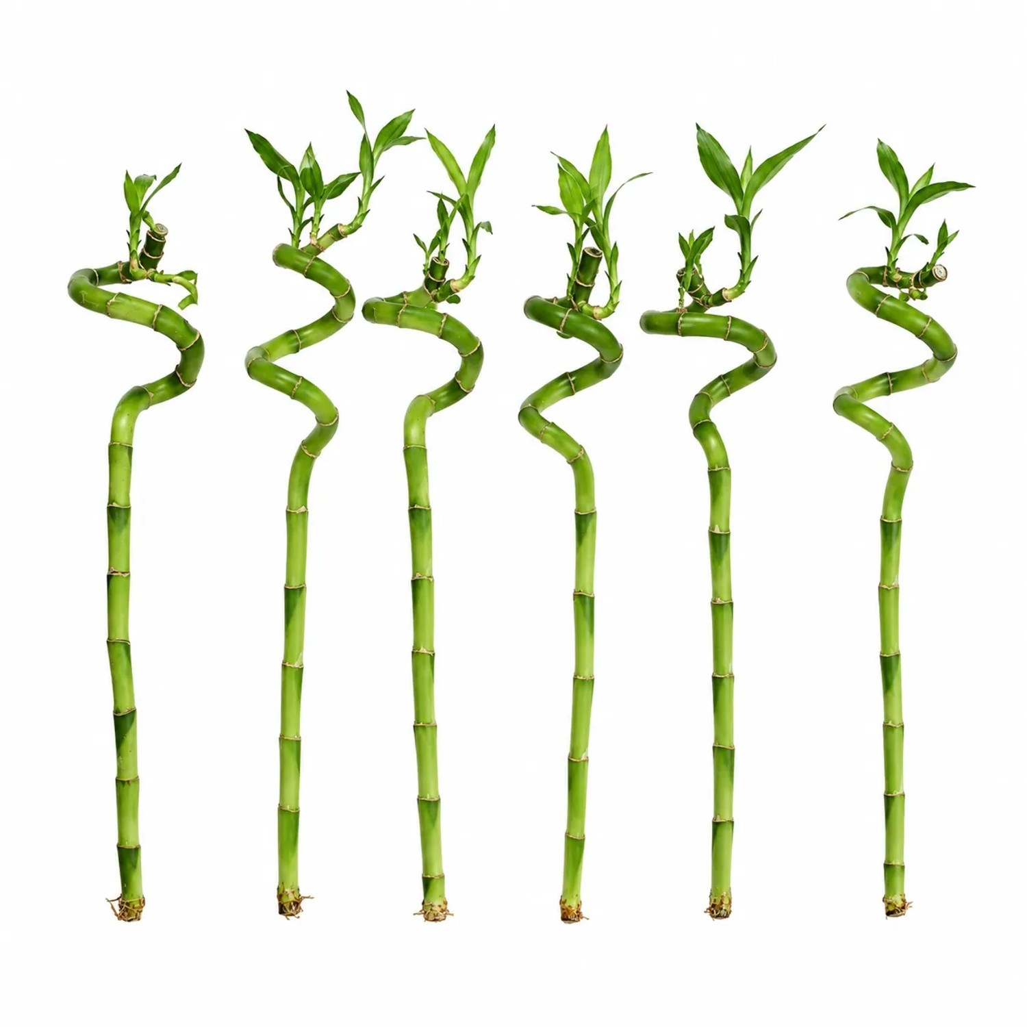Vdvelde Lucky Bamboo 6er Set   Dracaena Sanderiana   40 45 Cm   Feng Shui Zimmerpflanze