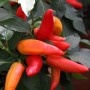 BLU Paprika Snack-Chili (Capsicum) im Topf, ca. 12 cm Ø, mit roten und orangen Früchten.