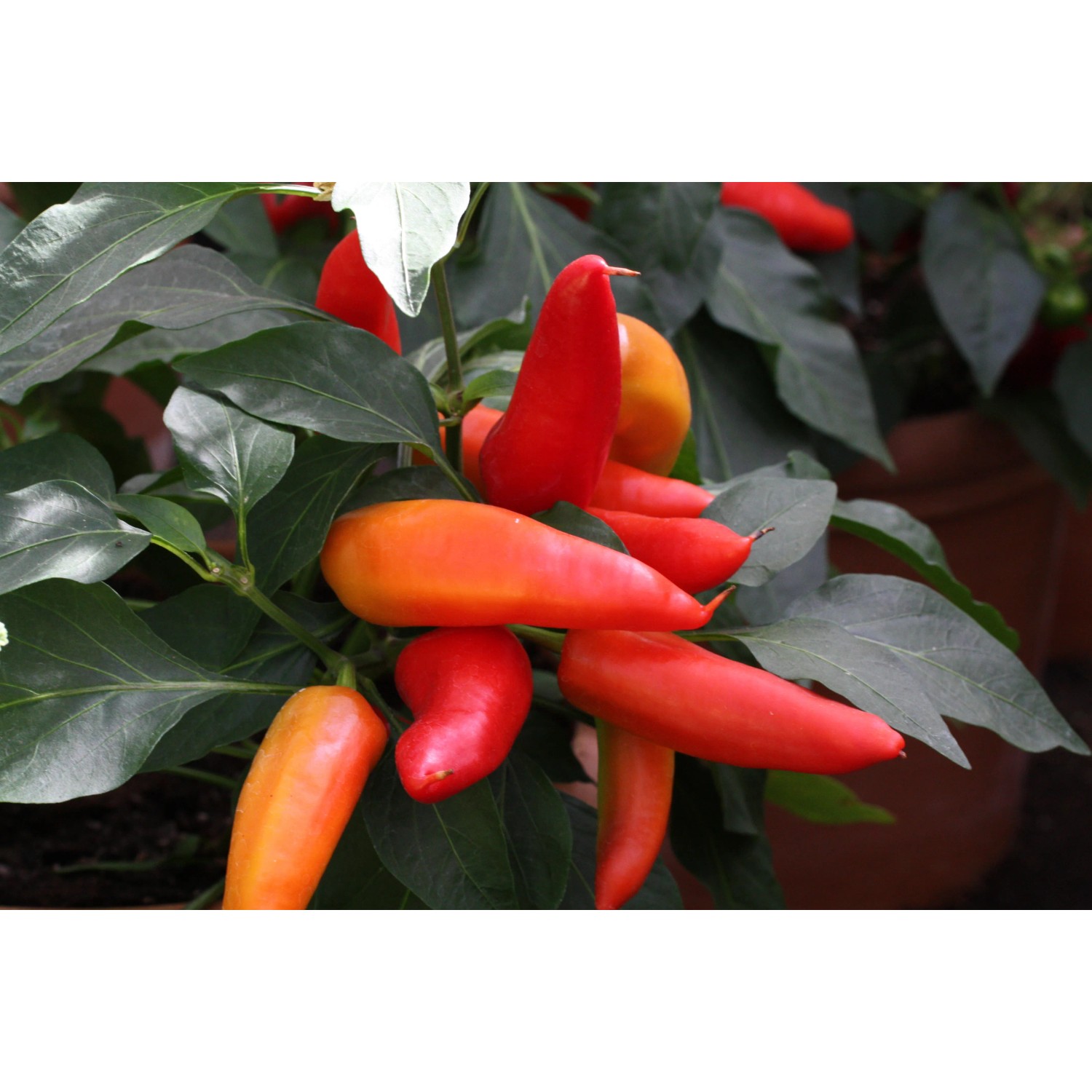 BLU Paprika Snack-Chili (Capsicum) im Topf, ca. 12 cm Ø, mit roten und orangen Früchten.