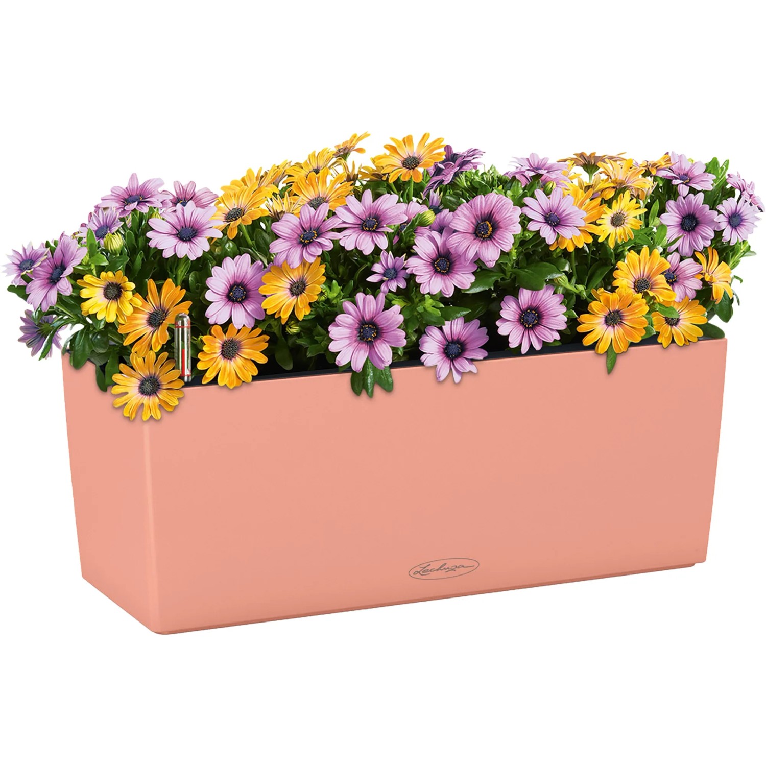 Lechuza Balconera Color 50 Blumenkasten in Korallrot mit gelben und lila Margeriten.